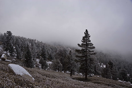 mochila, califórnia, frio, caminhadas, paisagem, montanha, montanhismo, montanhas, ao ar livre, pinheiro, neve, tempestade, HD papel de parede HD wallpaper