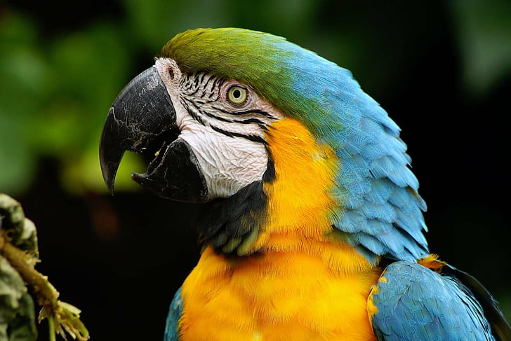 macro photography of parrots face, parrots, Parrots, macro photography, face, birds, colchester  zoo, essex, parrot, macaw, bird, animal, nature, beak, wildlife, multi Colored, pets, tropical Climate, feather, yellow, gold And Blue Macaw, HD wallpaper