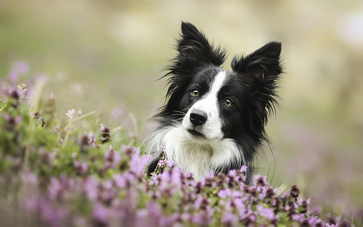 Cute dog, border collie, eyes, flowers, Cute, Dog, Border, Collie, Eyes, Flowers, HD wallpaper