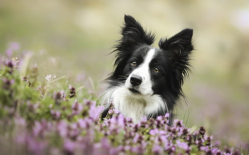 Cute dog, border collie, eyes, flowers, Cute, Dog, Border, Collie, Eyes, Flowers, HD wallpaper HD wallpaper
