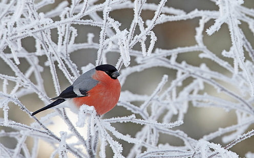 Птицы, Птица, Снегирь, Зима, HD обои HD wallpaper