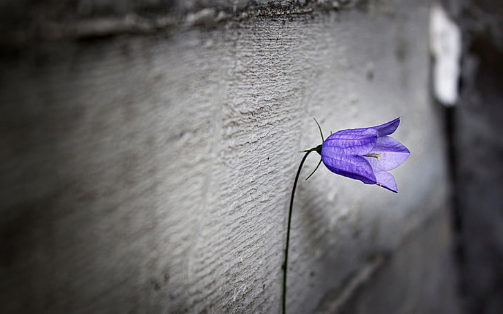 ungu, bunga, kesepian, latar belakang, Wallpaper, blur, bunga, layar lebar, layar penuh, wallpaper HD, Wallpaper HD