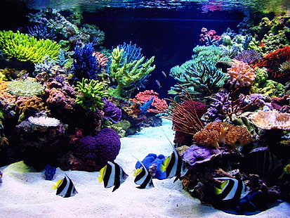 akwarium dla zwierząt Akwarium Zwierzęta Ryby HD Art, woda, zwierzę, RYBY, AKWARIUM, Tapety HD HD wallpaper