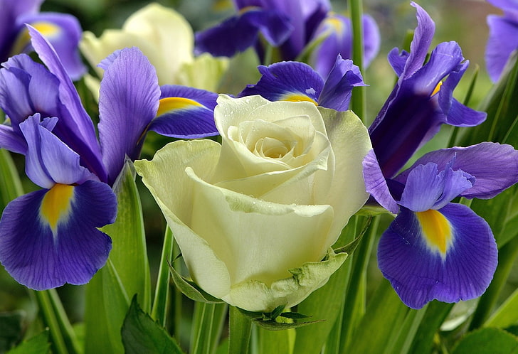 花、花、アイリス、自然、紫色の花、バラ、白い花、 HDデスクトップの壁紙