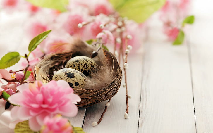 Bird nest with egg and pink flowers, 2 quail eggs, nest, diverse, flower, nature, HD wallpaper