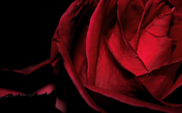 red rose, flower, macro, rose, black background, red, the Queen of flowers, HD wallpaper