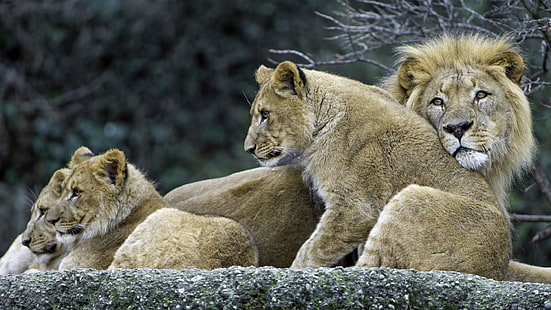 famille de lions, famille, lion, roi lion, faune, mammifère, animal terrestre, oursons, gros chats, moustaches, Fond d'écran HD HD wallpaper