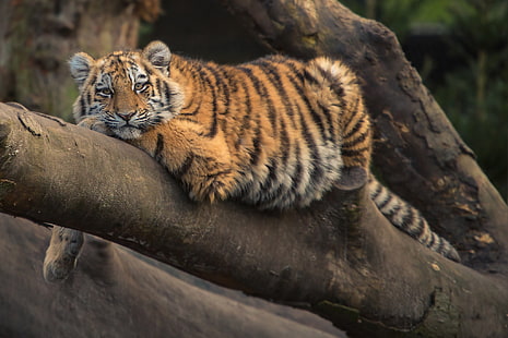 tigre, animali, grandi felini, Sfondo HD HD wallpaper