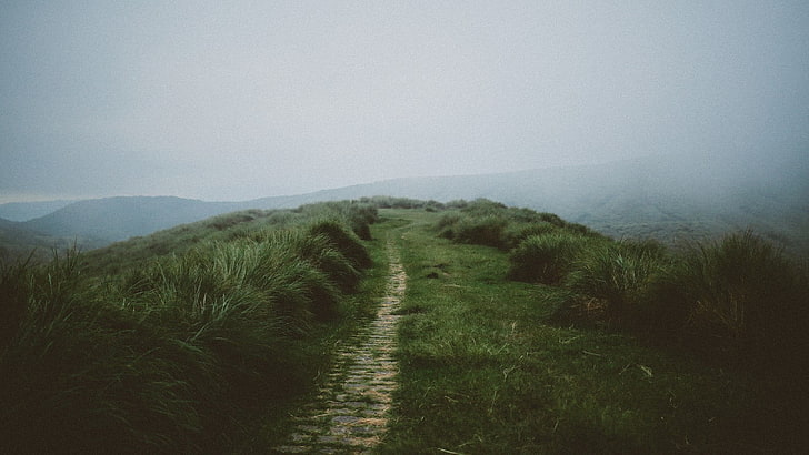 zielona trawa, przyroda, mgła, trawa, ścieżka, wyblakły, zielony, wyciszony, Tapety HD