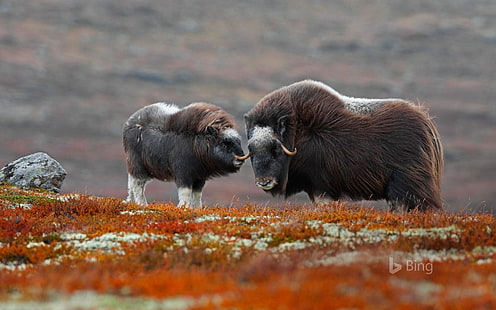 Norvège Un bœuf musqué dans le parc national-2017 Bing Deskto .., Fond d'écran HD HD wallpaper