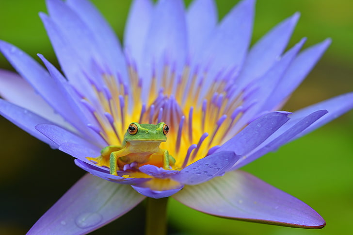 yellow and green frog, frog, lotus, amphibian, HD wallpaper