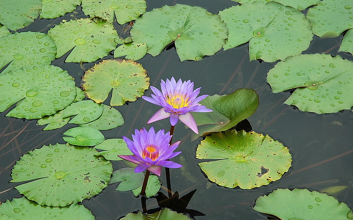 two purple lotus flowers, water lilies, water, swamp, herbs, leaves, drops, HD wallpaper