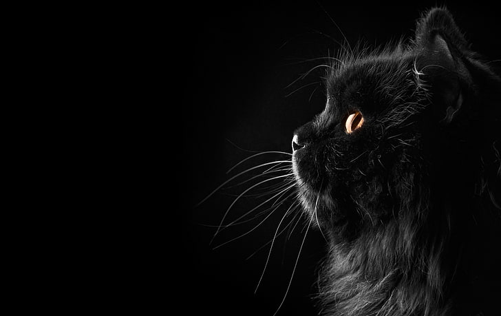 long-fur black cat, cat, mustache, background, black, profile, Persian, HD wallpaper