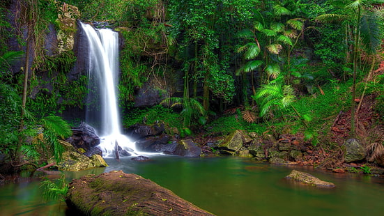 열대 우림 폭포 풍경 HD 배경 화면, 폭포 및 녹색 잎이 많은 식물, HD 배경 화면 HD wallpaper