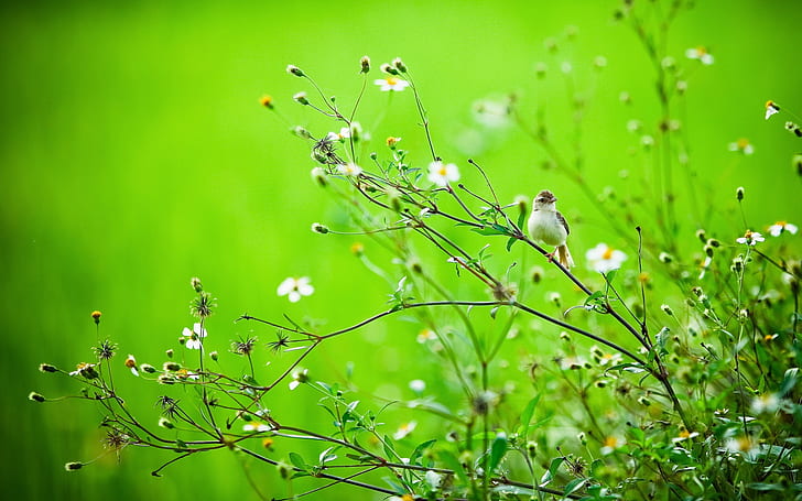 Yaz kuş çim, yeşil arka plan, yaz, kuş, çim, yeşil, arka plan, HD masaüstü duvar kağıdı