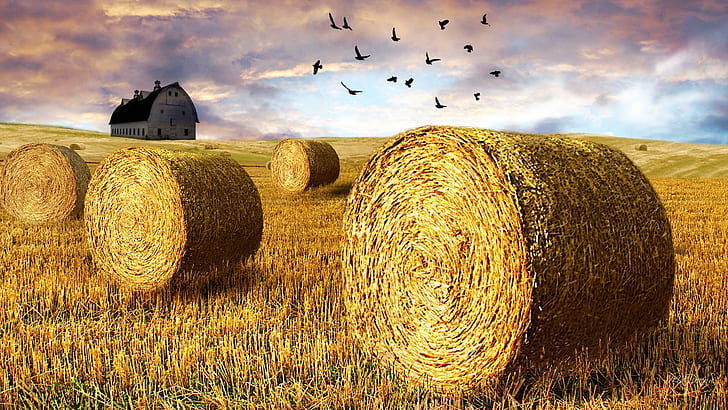 Time To Hay, firefox persona, harvest, fall, barn, field, country, birds, farm, bales, summer, autumn, HD wallpaper