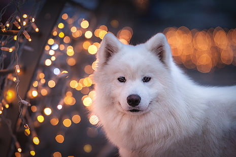 Anjing, Samoyed, Bokeh, Dog, Pet, Wallpaper HD HD wallpaper