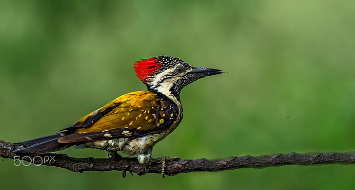photography, nature, animals, birds, woodpeckers, HD wallpaper