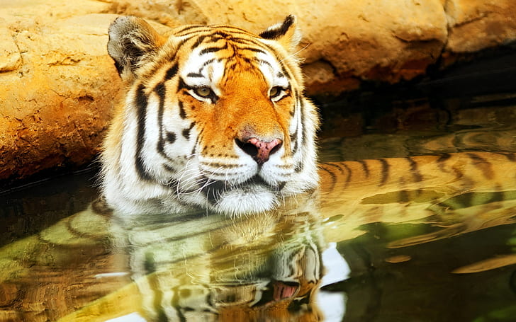 Cute Young Tiger, tiger, HD wallpaper