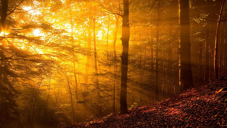 кафяви дървета, пейзажна снимка на гората по време на златен час, природа, дървета, гора, слънчеви лъчи, листа, клон, растения, есен, жълто, хълмове, HD тапет