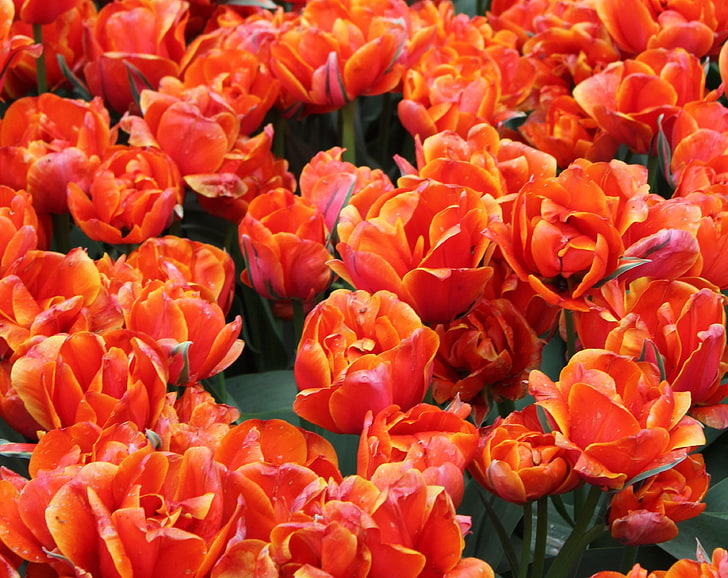 red cluster petaled flower lot, tulips, flowers, buds, bright, red, HD wallpaper
