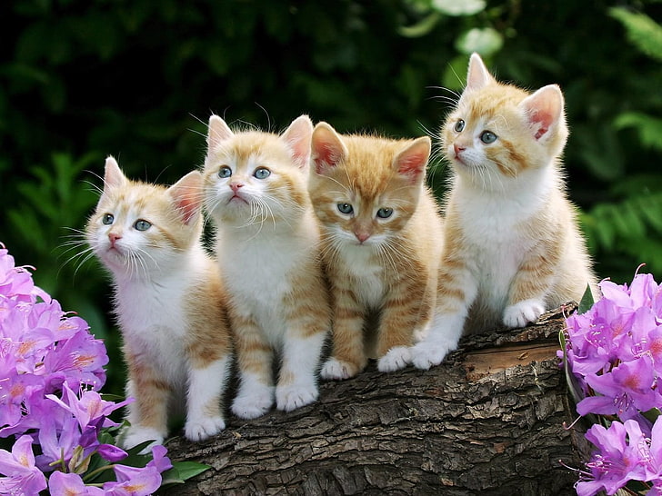 cuatro gatitos atigrados naranjas, gatitos, muchos, sentados, flores, Fondo de pantalla HD