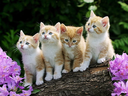 quatro gatinhos malhados laranja, gatinhos, muitos, sentado, flores, HD papel de parede HD wallpaper