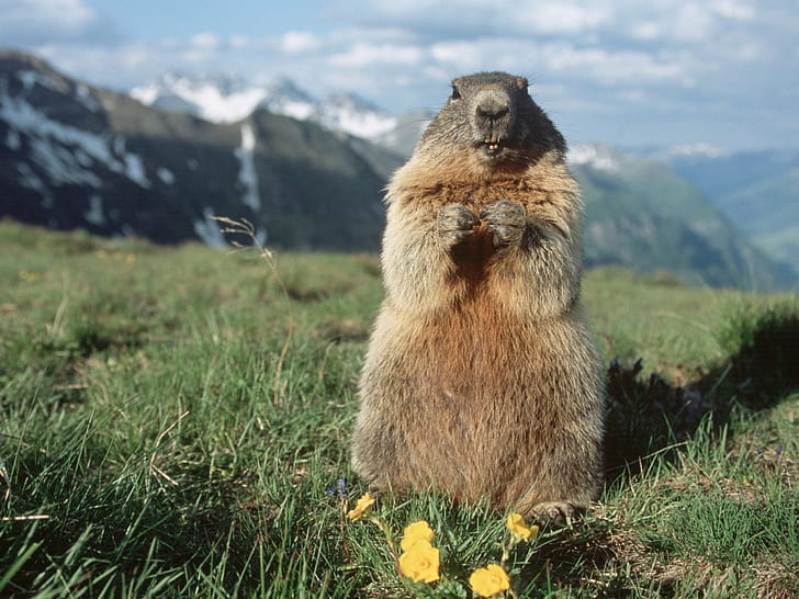 alpine Autriche marmotte alpine, Autriche animaux autres HD Art, herbe, montagnes, alpine, Autriche, marmotte, Fond d'écran HD