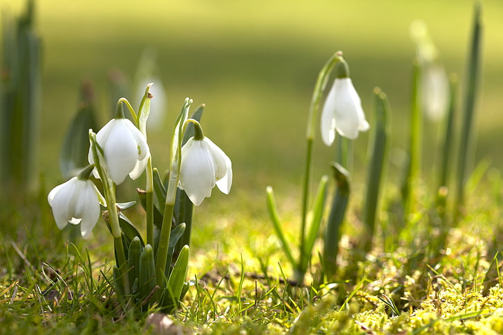 flor de pétalos blancos, flores, naturaleza, primavera, campanillas de invierno, floración, primavera, Fondo de pantalla HD