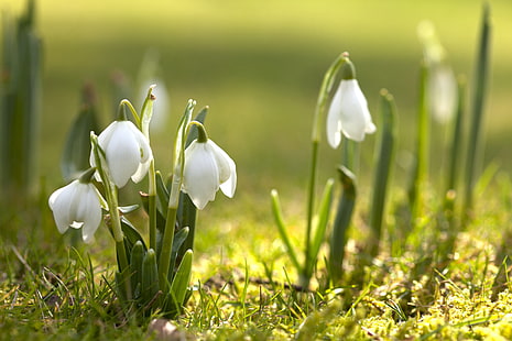 weiße blütenblättrige Blume, Blumen, Natur, Frühling, Schneeglöckchen, Blüte, Primel, HD-Hintergrundbild HD wallpaper