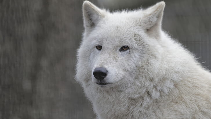 흰 늑대 클로즈업, 얼굴, 초상화, 화이트, 늑대, 얼굴, 초상화, HD 배경 화면