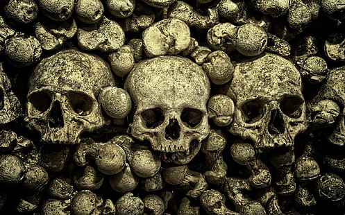 huesos del cráneo, Fondo de pantalla HD HD wallpaper
