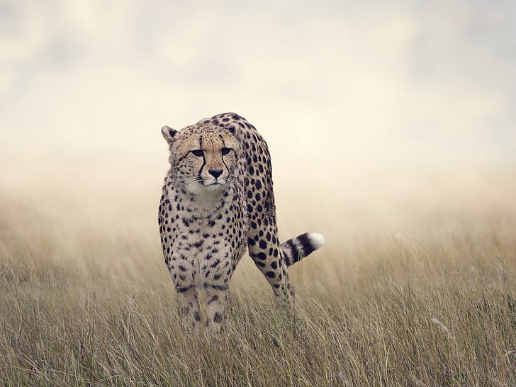 big, cat, cheetah, predator, wildlife, HD wallpaper