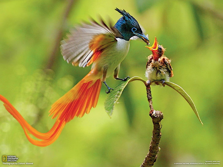kahar азиатски райски мухоловка-National Geographi .., две бели и оранжеви птици, HD тапет