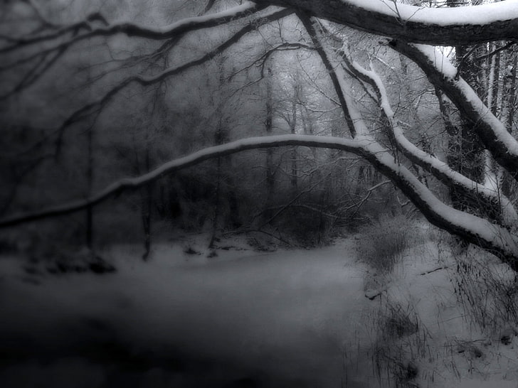 musim dingin, salju, alam, Wallpaper HD