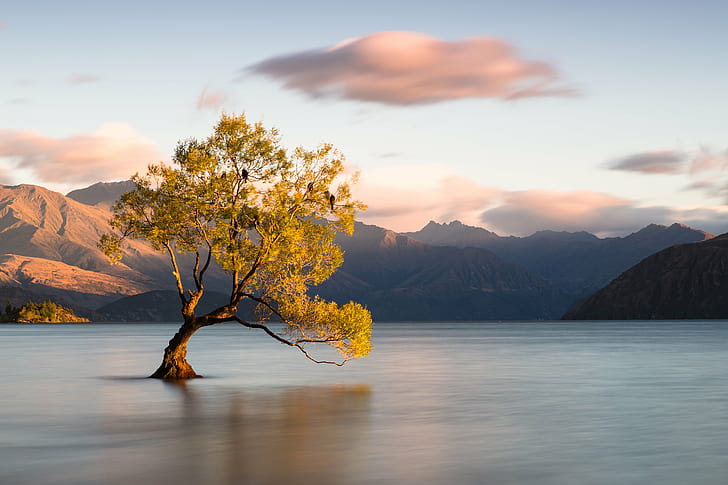 green leaf tree reflected on calm body of water under clear sky with clouds during daytime, wanaka, wanaka, Tree, green leaf, calm, body of water, clouds, daytime, Lago, Árvore, Lake Wanaka, Wanaka  New Zealand, Sunrise, mountain, lake, nature, landscape, scenics, water, sky, reflection, outdoors, autumn, HD wallpaper