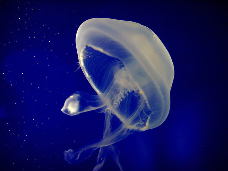 белая медуза, медуза, прозрачная, желе, HD обои