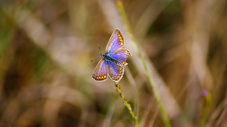 фиолетово-желтая бабочка, бабочка, насекомое, животные, красочно, живая природа, HD обои