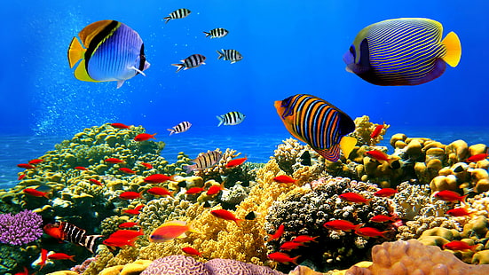 vackert korallrev, HD tapet HD wallpaper