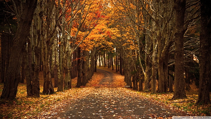 ilustrasi pohon coklat dan merah, alam, jalan, jatuh, daun, jalan, pohon, oranye, hutan, Wallpaper HD