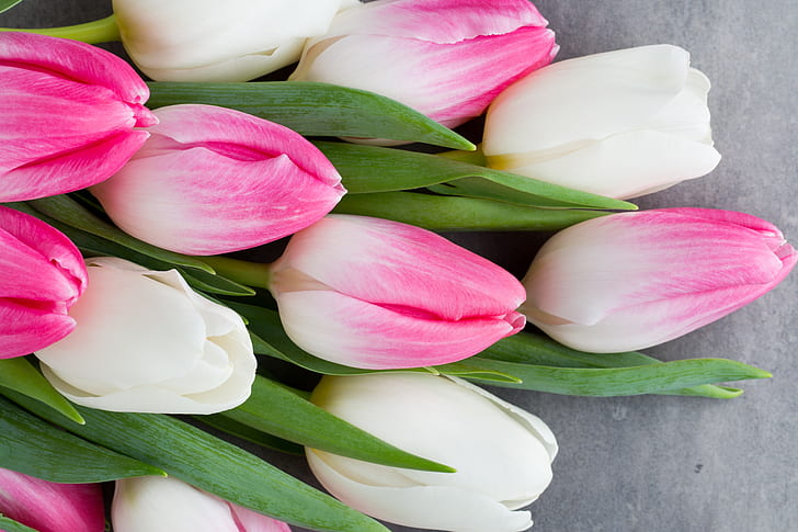 花 花束 チューリップ ピンク 白 新鮮な 美しい 春 Hdデスクトップの壁紙 Wallpaperbetter