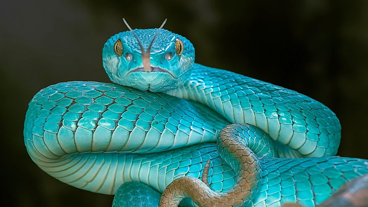 viper, serpent, reptile, snake, pit viper, blue pit viper, turquoise, wild animal, wildlife, HD wallpaper