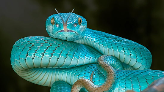 viper, serpent, reptile, snake, pit viper, blue pit viper, turquoise, wild animal, wildlife, HD wallpaper HD wallpaper