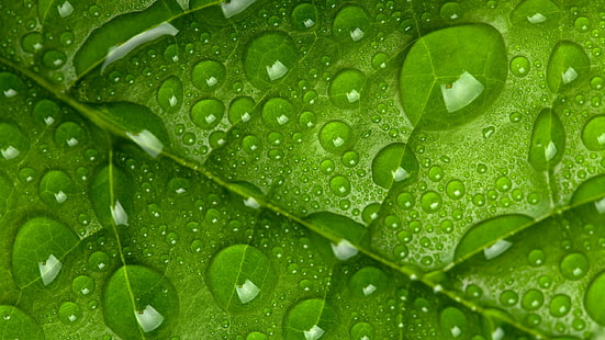 ورقة خضراء مع قطرة ماء، ورقة، قطرات، أخضر، 4k، خلفية HD HD wallpaper