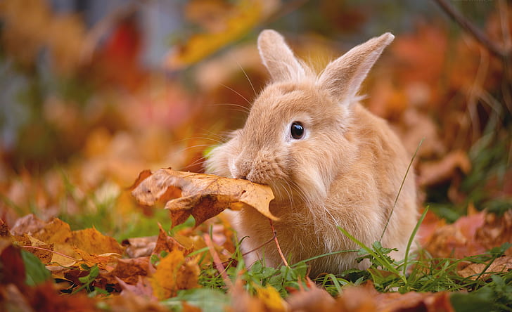 autumn, leaves, foliage, rabbit, leaf, HD wallpaper