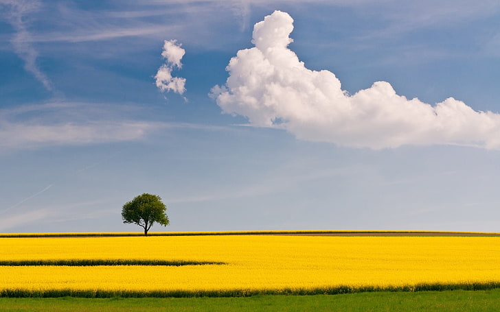 yellow flower field with tree under cloud sky, landscape, trees, clouds, field, sky, HD wallpaper