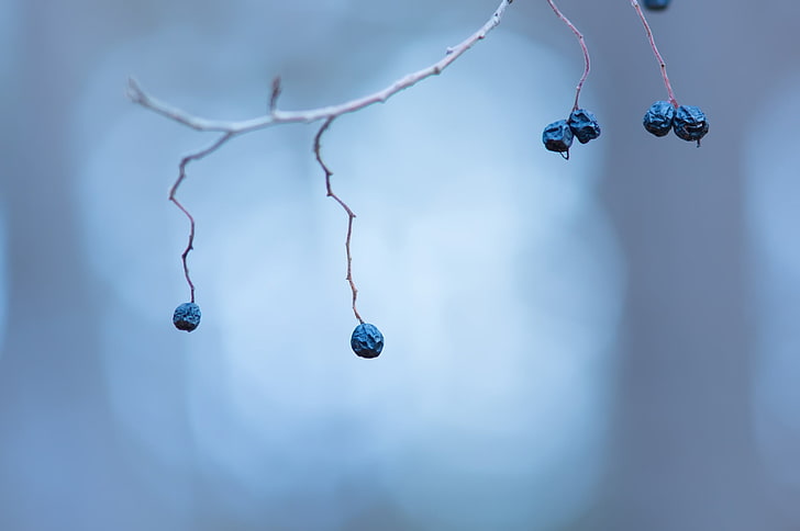 blue, berries, plants, dry , branch, macro, depth of field, HD wallpaper