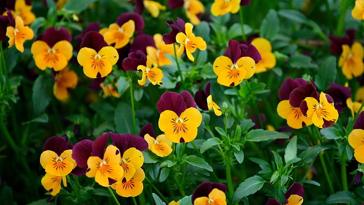 ดอกไม้กะเทยสีเหลืองและสีน้ำตาลแดง, ธรรมชาติ, ดอกไม้, ดอกแพนซี, วอลล์เปเปอร์ HD