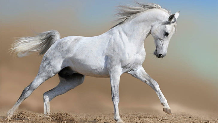 Whitebeauty, white, running, horse, stallion, animals, HD wallpaper