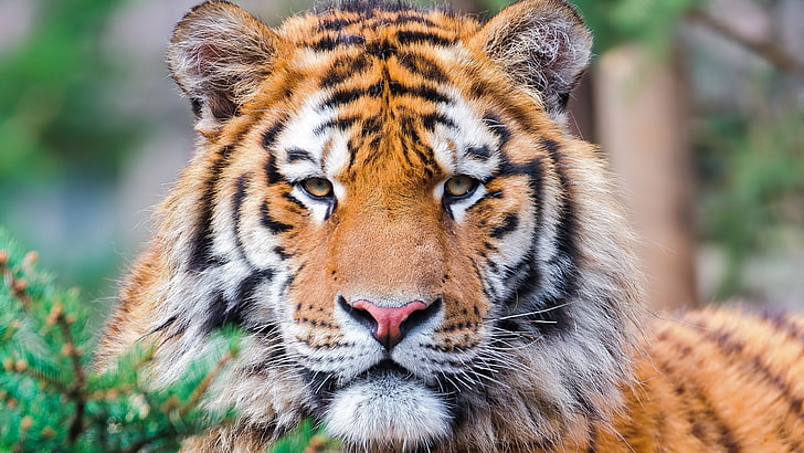 wajah harimau beresolusi tinggi, Wallpaper HD